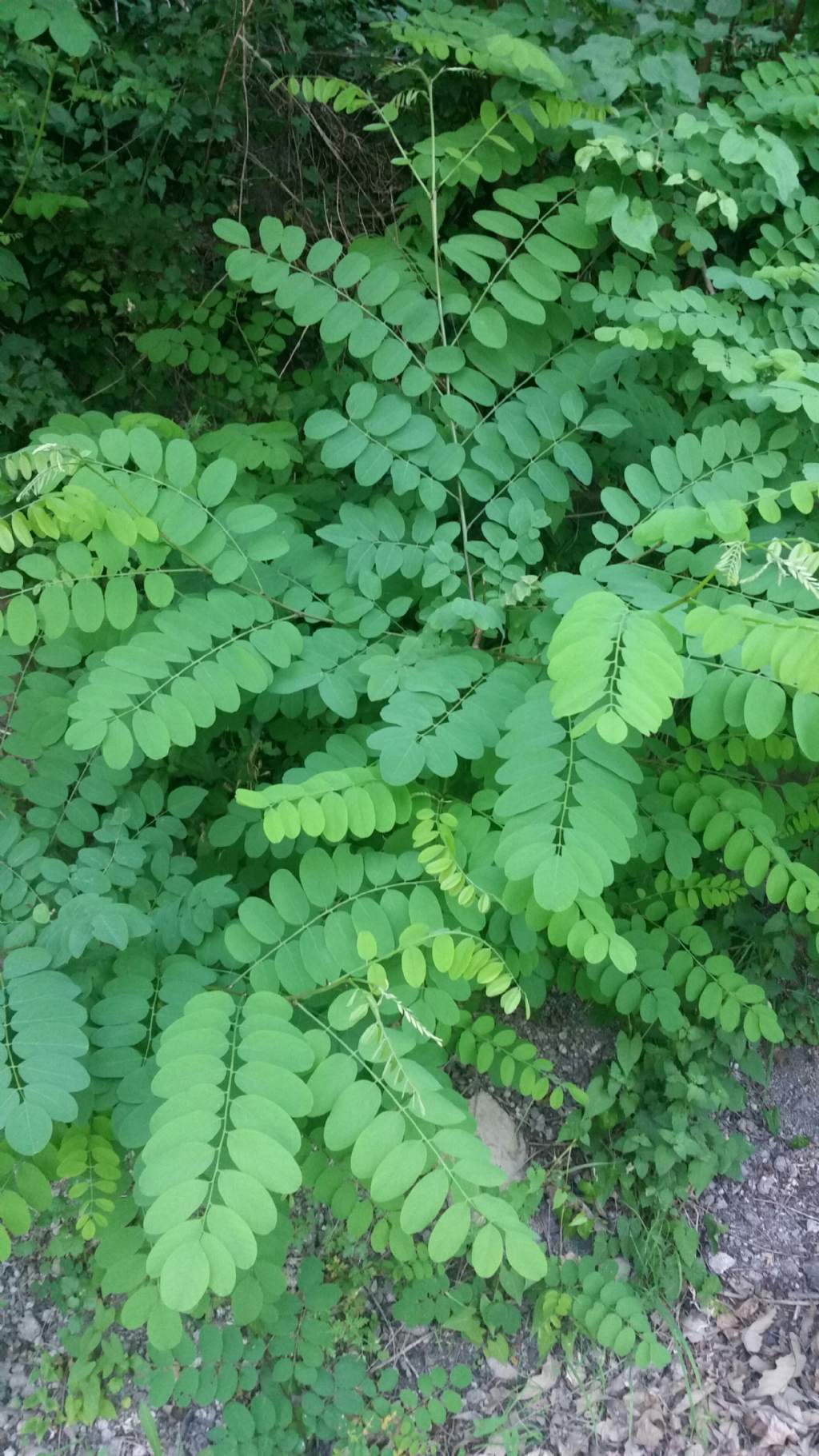 Robinia pseudoacacia (Fabaceae)